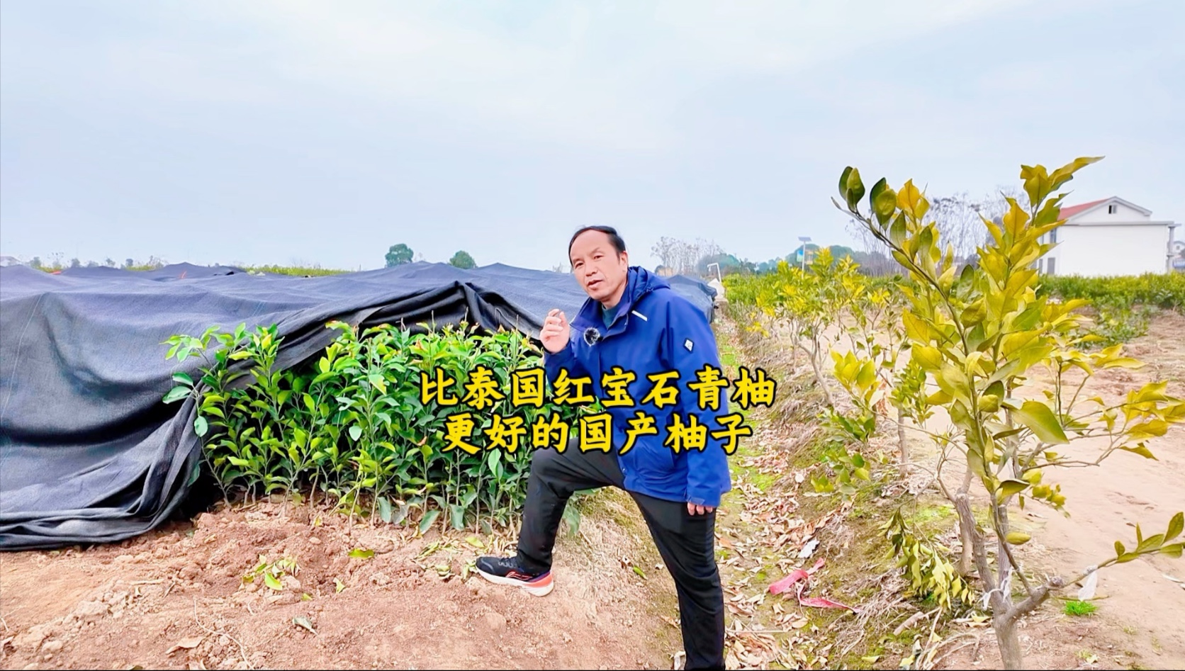 最好吃的柚子就是水蜜柚，可以耐寒性差了点。适合在没有冻害的地方发展。#水蜜柚#柚子#耐寒性