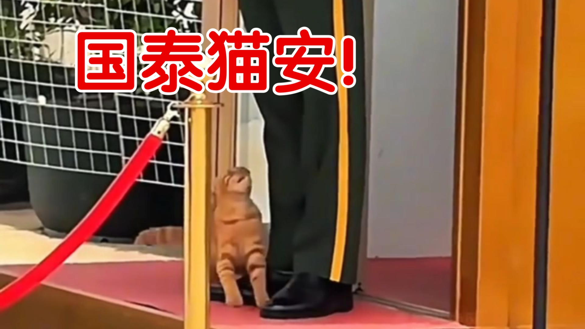 国泰“猫”安！