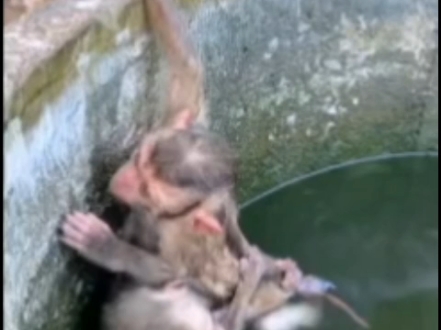 膏药猴掉进水里了会怎样？