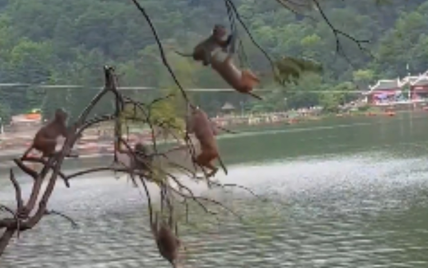 猴子跳水