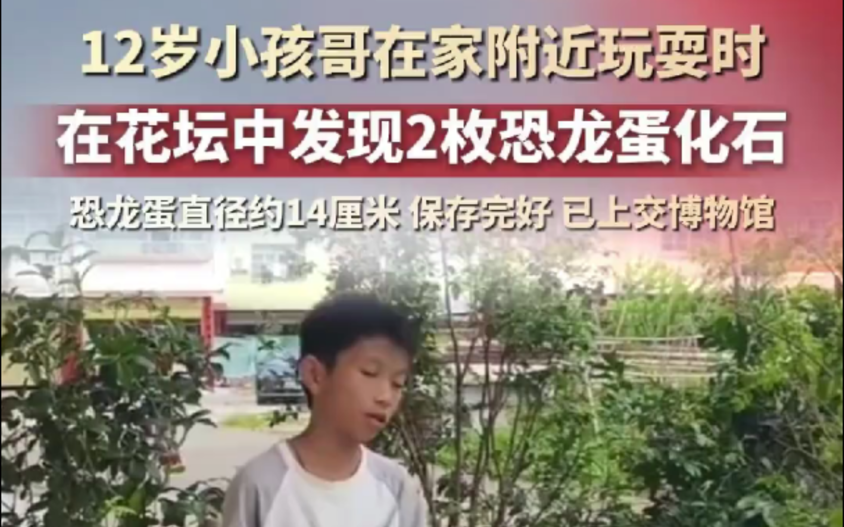 12岁少年玩耍时意外在花坛中发现2枚恐龙蛋化石