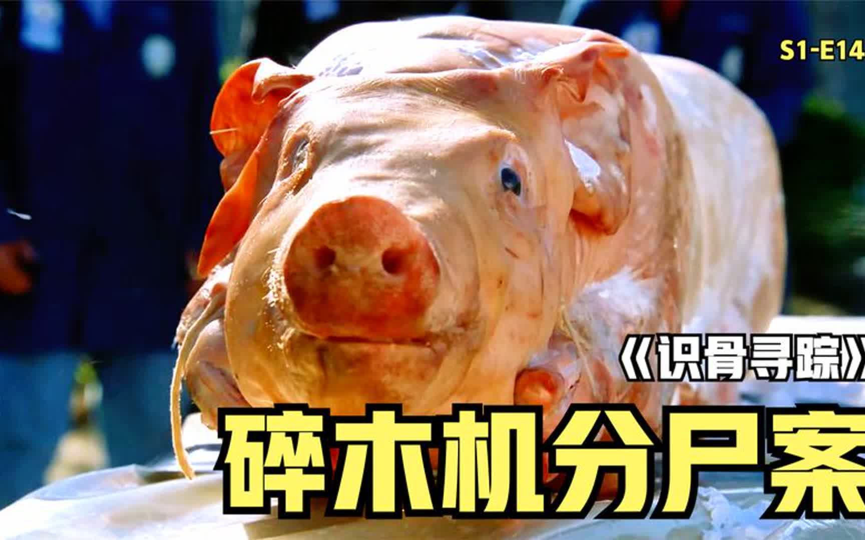 飞机失事5个乘客却有6个颅骨，还砸出一具无名尸《识骨寻踪》