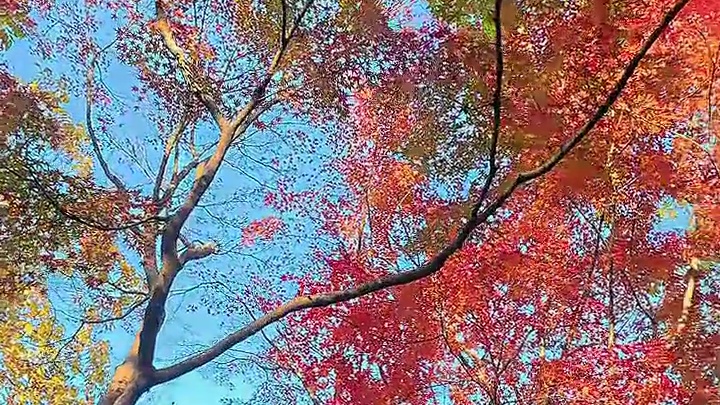 【第一视角扫街】一起来看看我镜头下的金秋