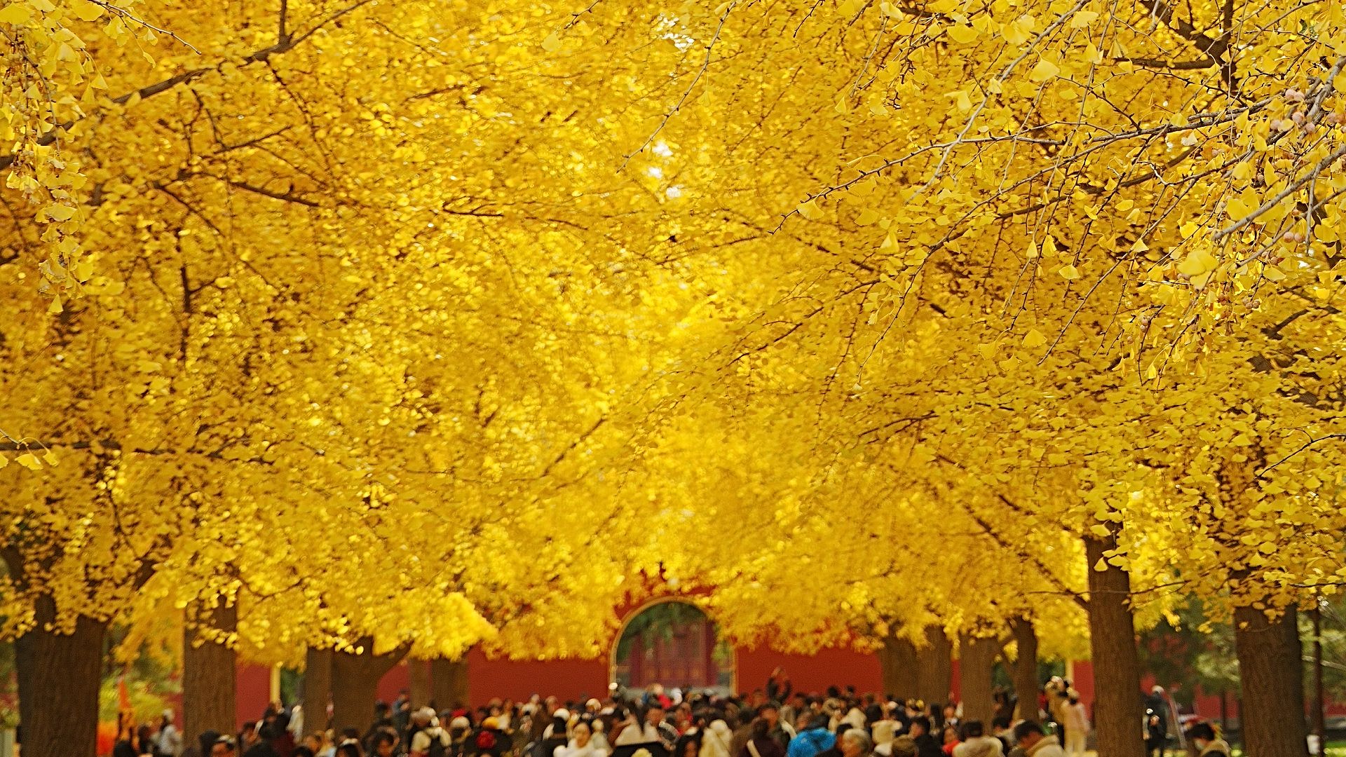 整理了去年拍的北京真实秋景，包含时间+地点