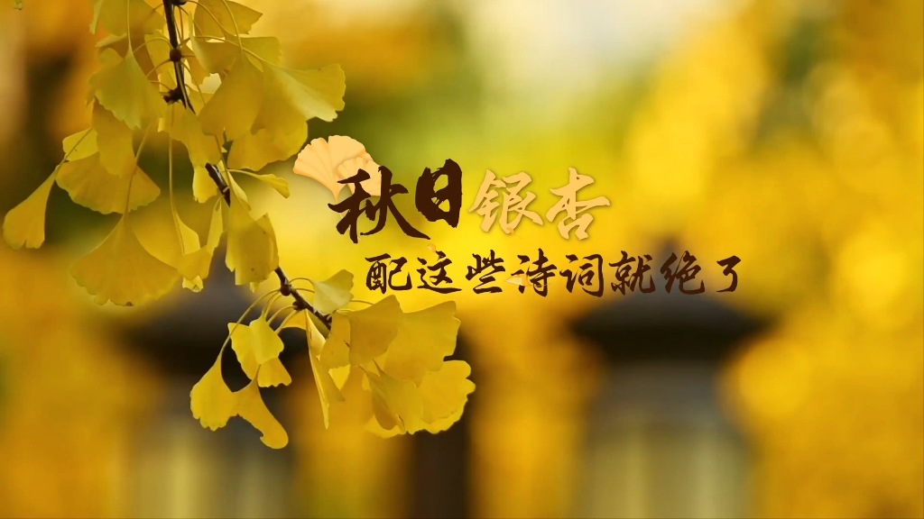 诗歌里的银杏，美得一塌糊涂！