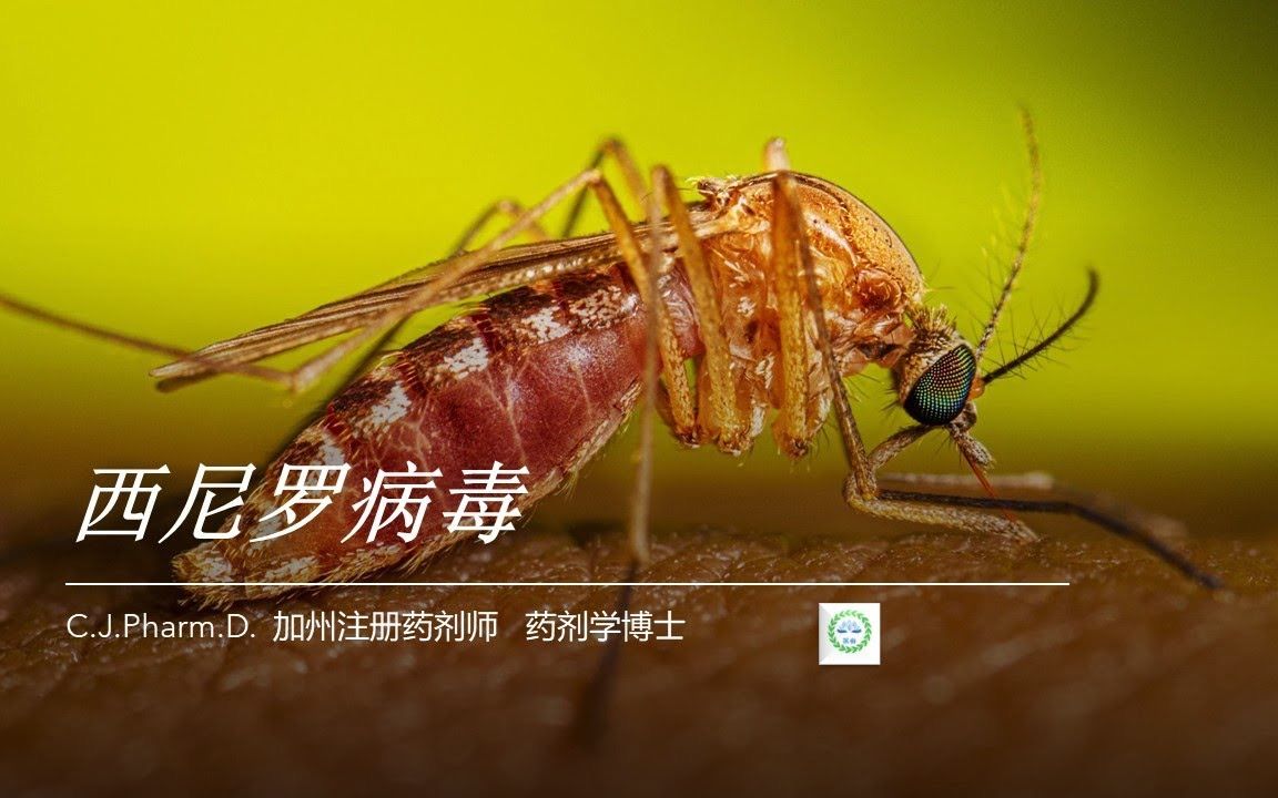 什么是西尼罗病毒？它是如何传播的？有什么症状？该如何治疗和预防？
