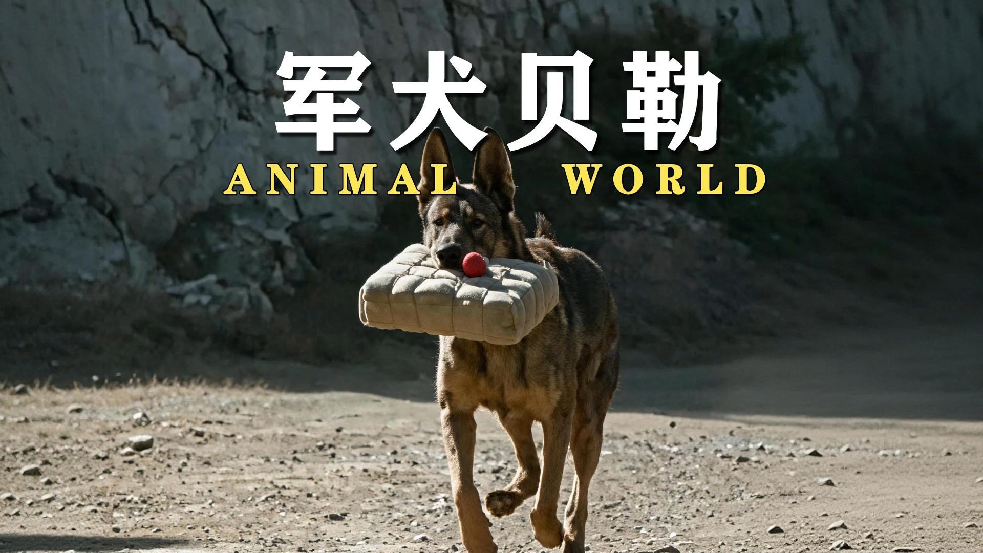 牺牲一条荣立三等功的军犬，只为追求电影的一个真实镜头！