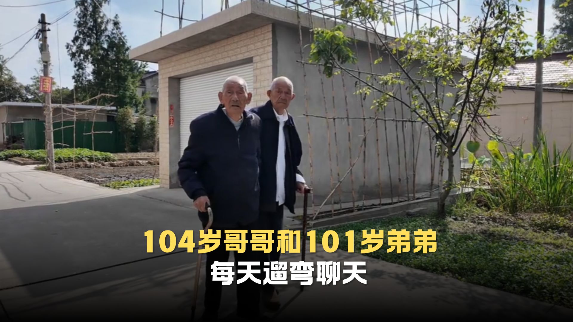 104岁哥哥和101岁弟弟每天遛弯聊天