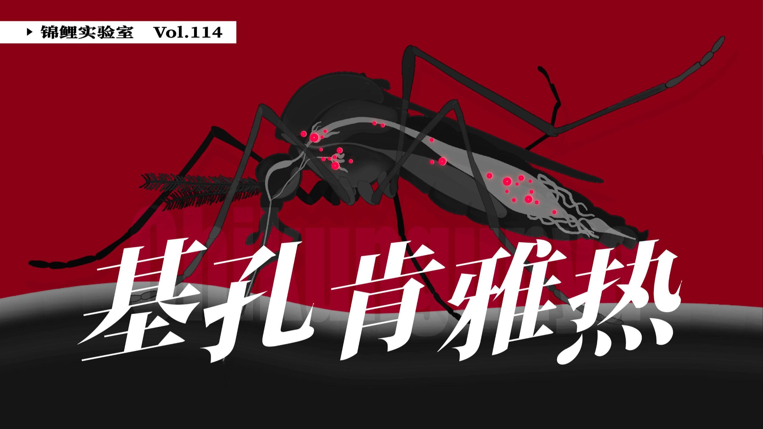 血疫：基孔肯雅热如何靠蚊虫吸血快速传播？