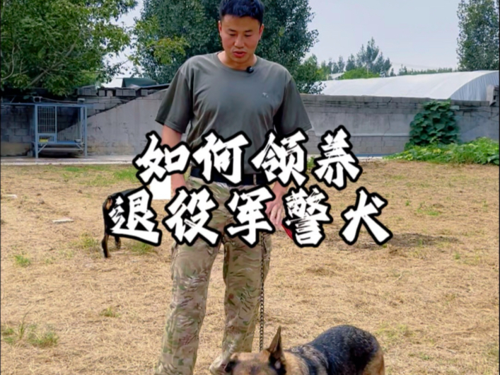 如何领养退役“警、军犬” 为什么要谨慎领养？