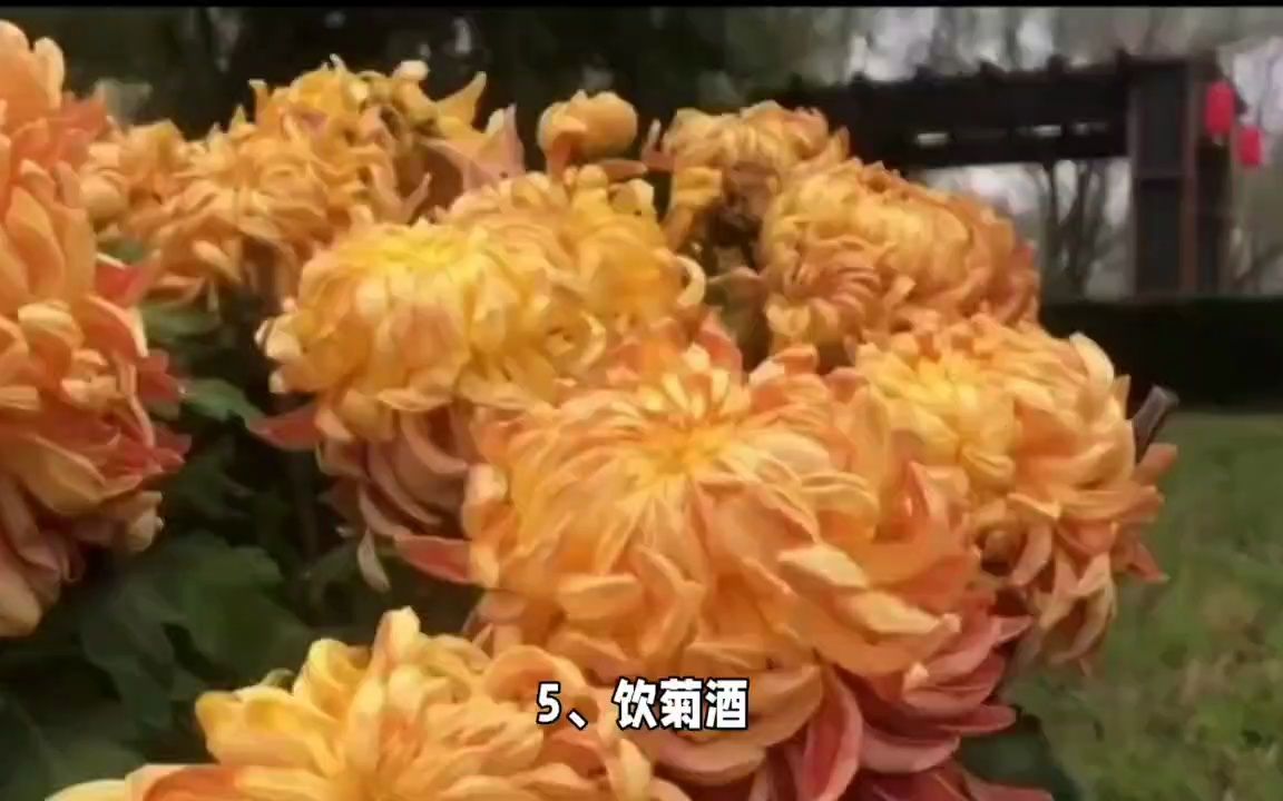 重阳节的六大习俗