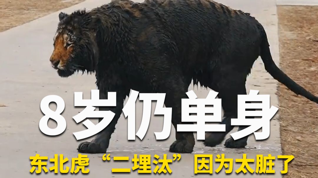 东北虎“二埋汰”8岁了，连恋爱都没谈过！工作人员：太脏了，母虎嫌弃它“埋汰”